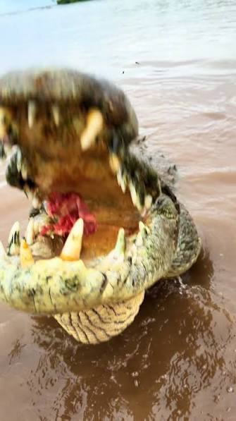 Buaya muncul lagi depan jeti penumpang Port Dickson